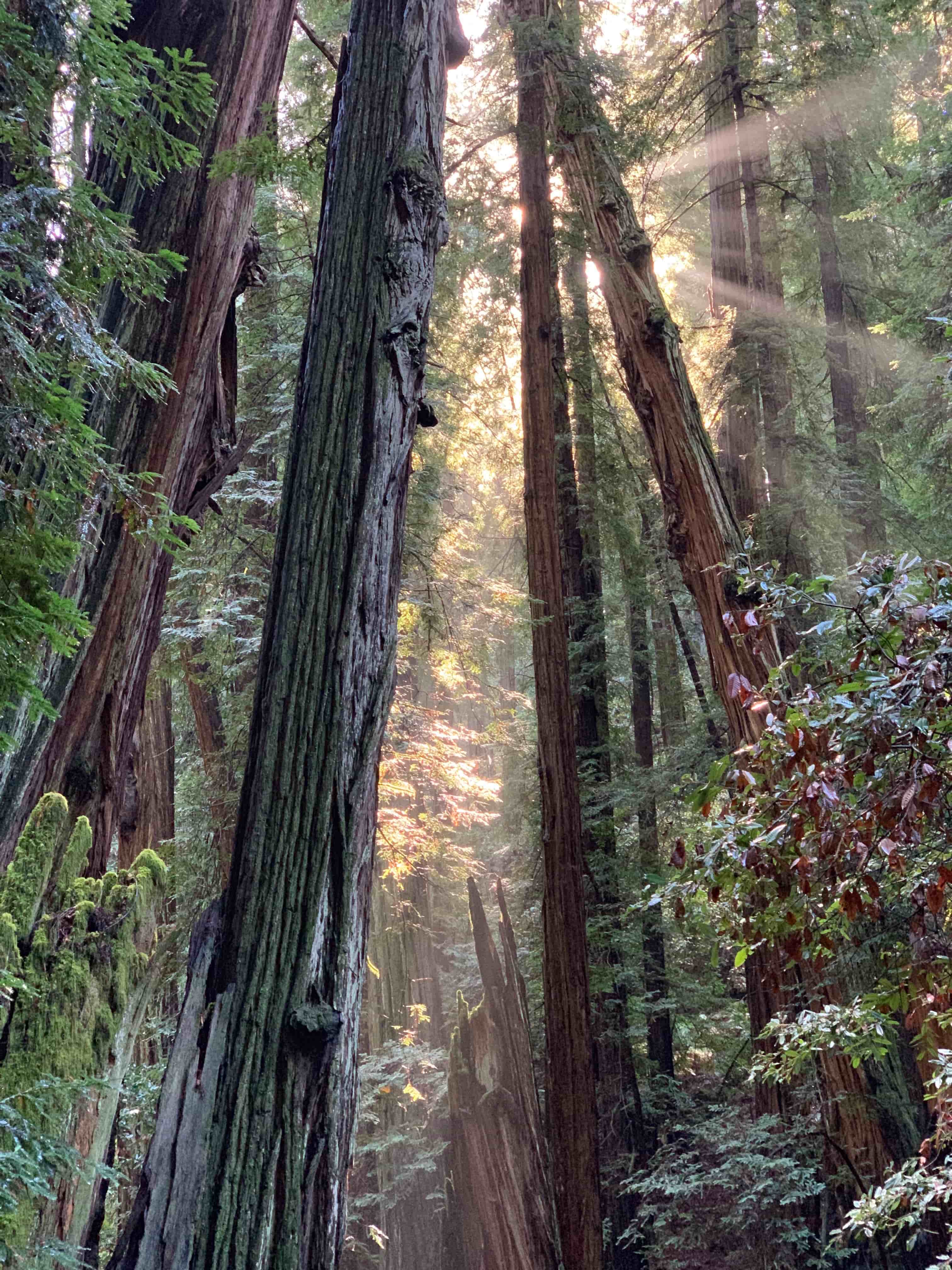 Muir Woods National Monument